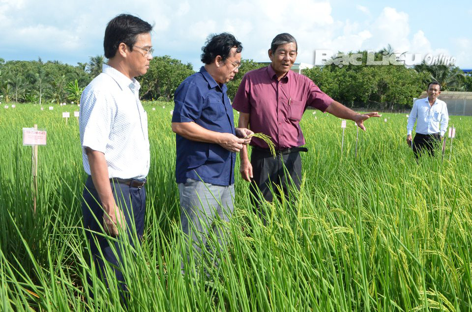 Bạc Liêu: Kỳ vọng vào hạt gạo ngon nhất thế giới