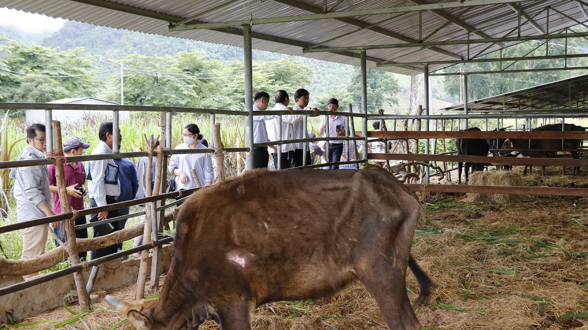 Bàn giao đàn bò tót lai gầy trơ xương