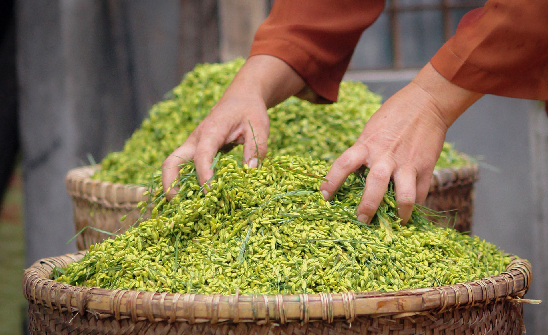 Khoảnh khắc H&agrave; Nội trong m&ugrave;a đẹp nhất năm - Ảnh 14.
