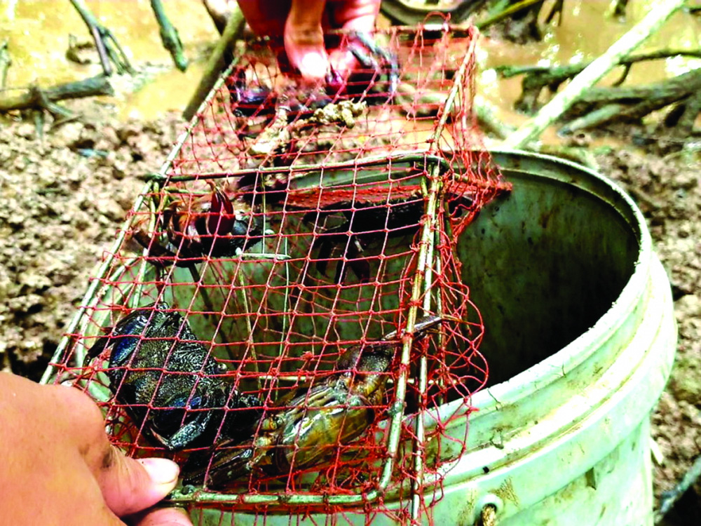 Phải lòng con ba khía - Ảnh 3.