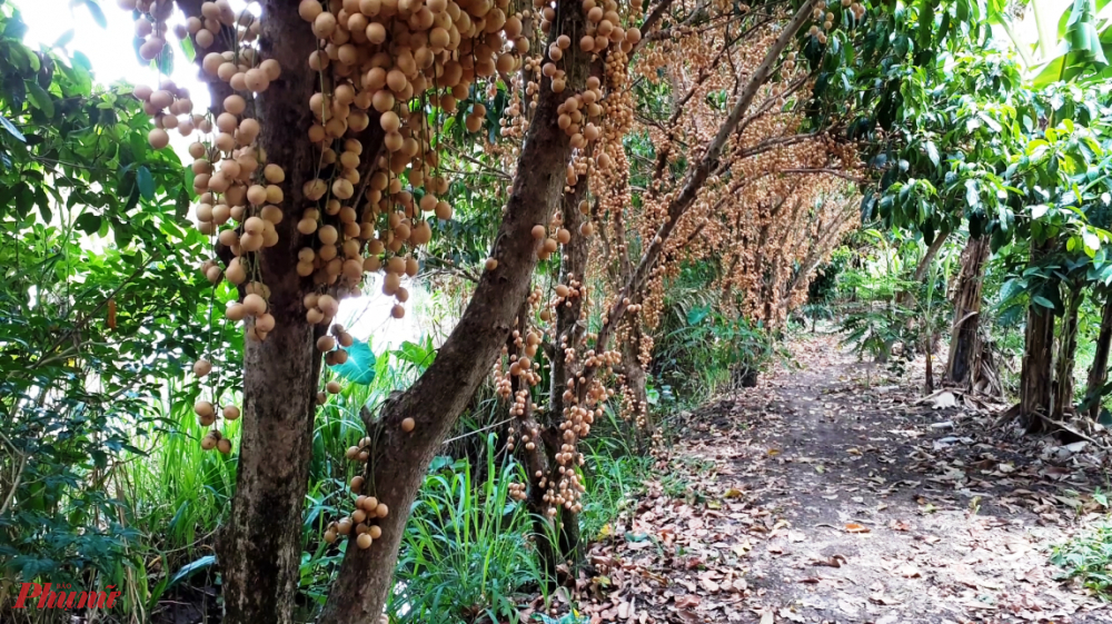 Cần Thơ m&ugrave;a d&acirc;u da trĩu quả - Ảnh 1.