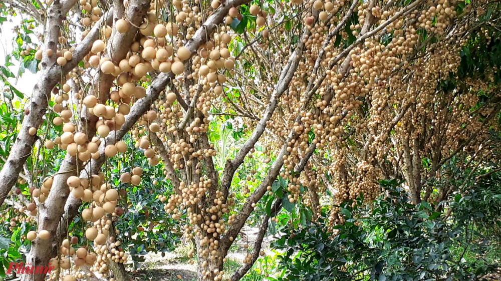 Cần Thơ m&ugrave;a d&acirc;u da trĩu quả - Ảnh 2.