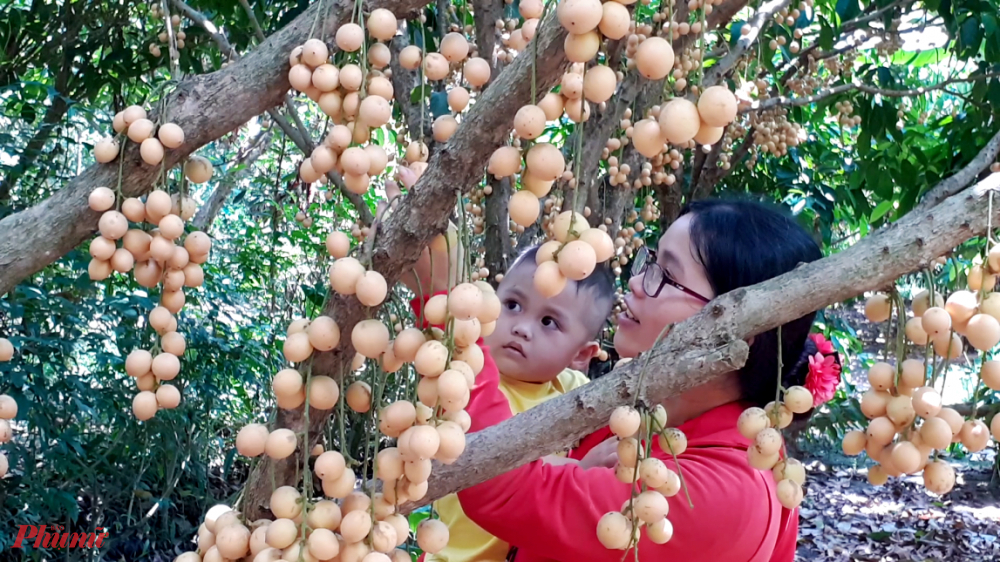 Cần Thơ m&ugrave;a d&acirc;u da trĩu quả - Ảnh 3.