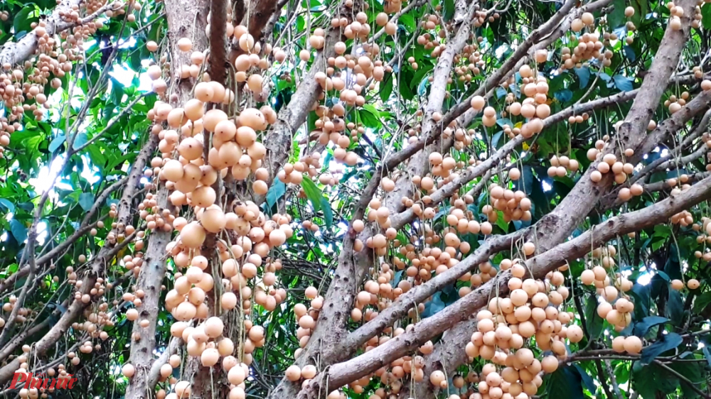Cần Thơ m&ugrave;a d&acirc;u da trĩu quả - Ảnh 4.