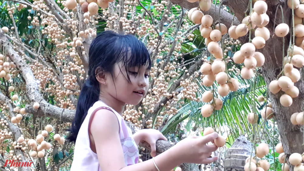 Cần Thơ mùa dâu da trĩu quả