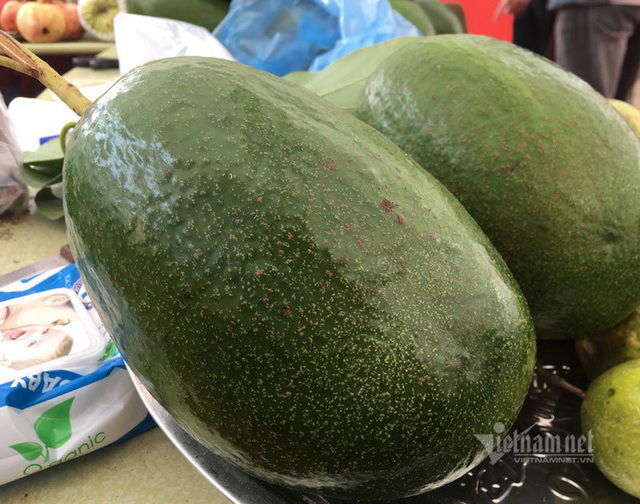 Quả bơ khổng lồ nặng 2 kg, hàng trên núi về gây sốt Hà thành