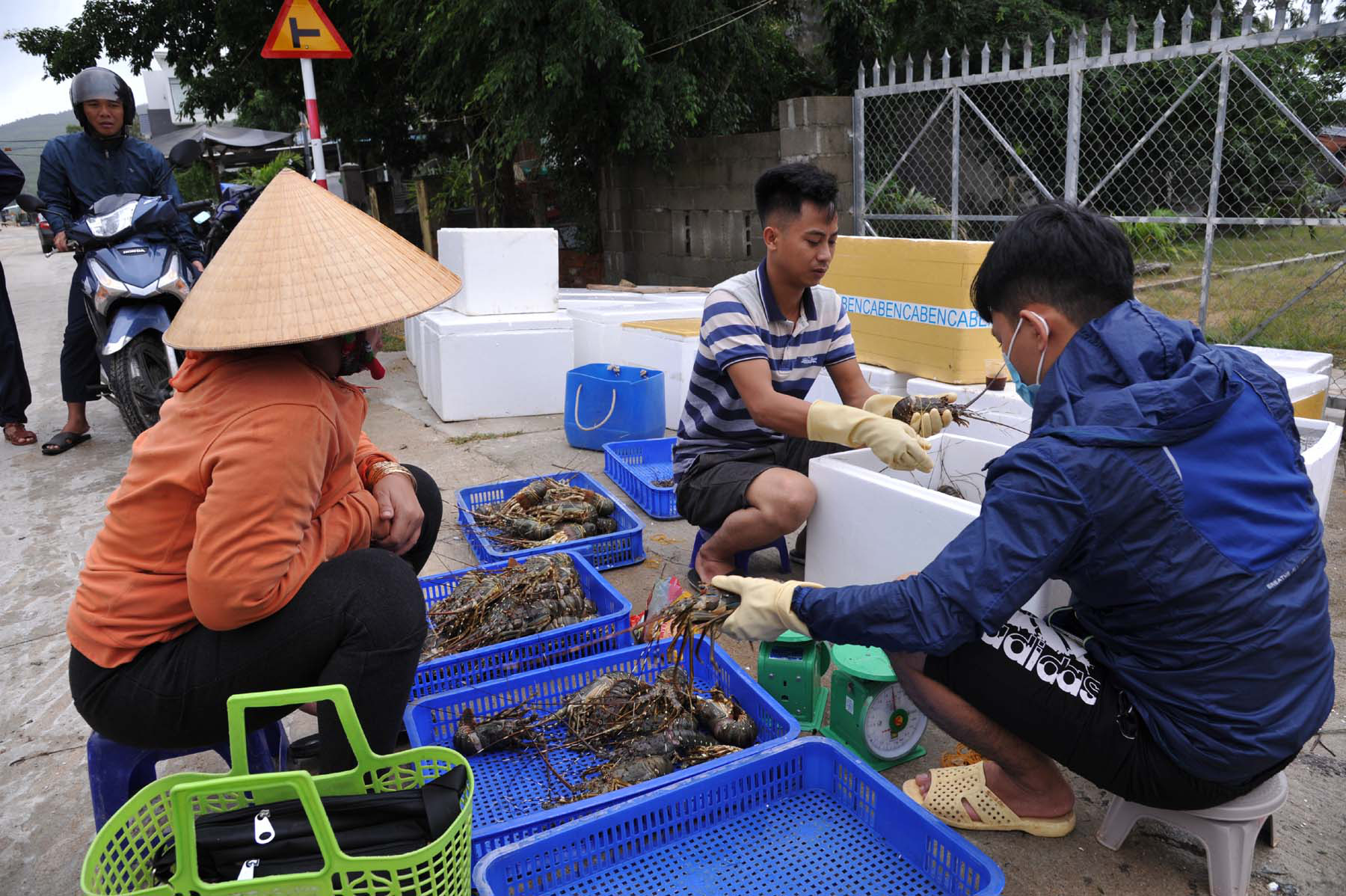 Quặn lòng trước cảnh tôm hùm chết hàng loạt ở Phú Yên - Ảnh 8.