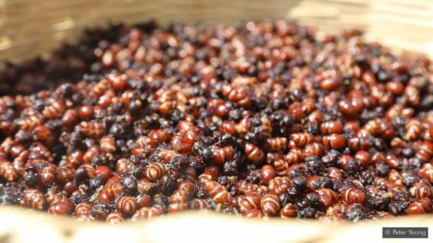 Lạ l&ugrave;ng m&oacute;n kiến m&ocirc;ng to của người Colombia - Ảnh 4.