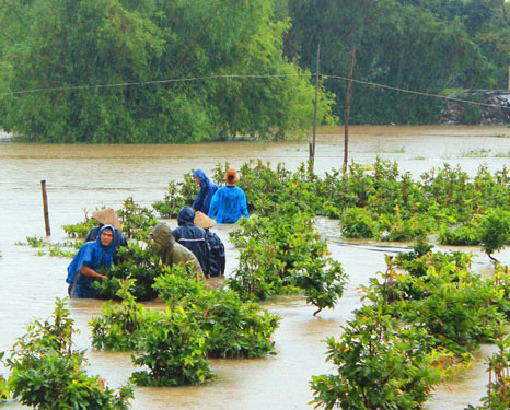 "Thủ phủ" mai vàng khốn đốn vì lũ