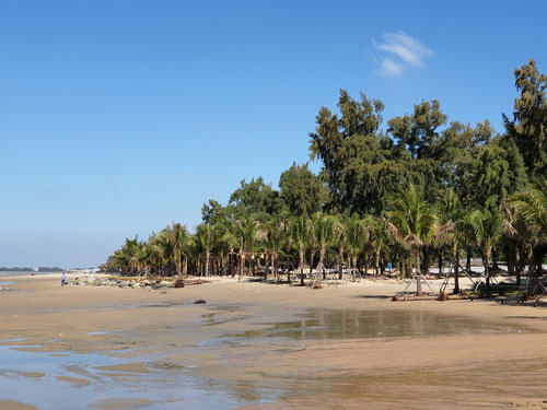 Lấn đất, trồng hàng trăm cây dừa ở bãi biển