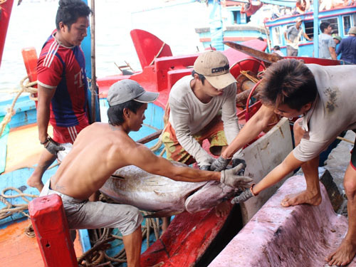 Siết chặt an toàn vệ sinh thực phẩm tàu cá