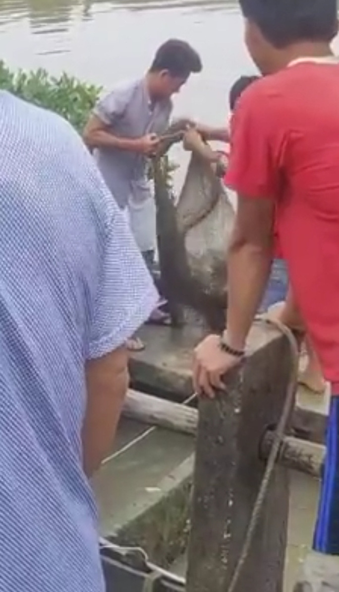 Hiểm họa c&aacute; sấu sổng chuồng - Ảnh 2.