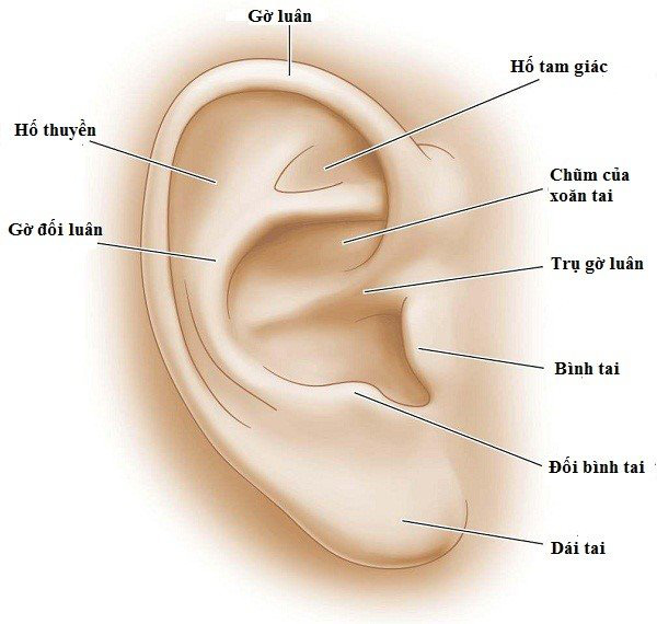 Phẫu thuật cho người phụ nữ 34 tuổi c&oacute; v&agrave;nh tai kh&aacute;c thường - Ảnh 3.