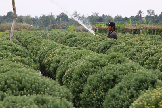 Tất bật hoa, kiểng Tết - Ảnh 1.