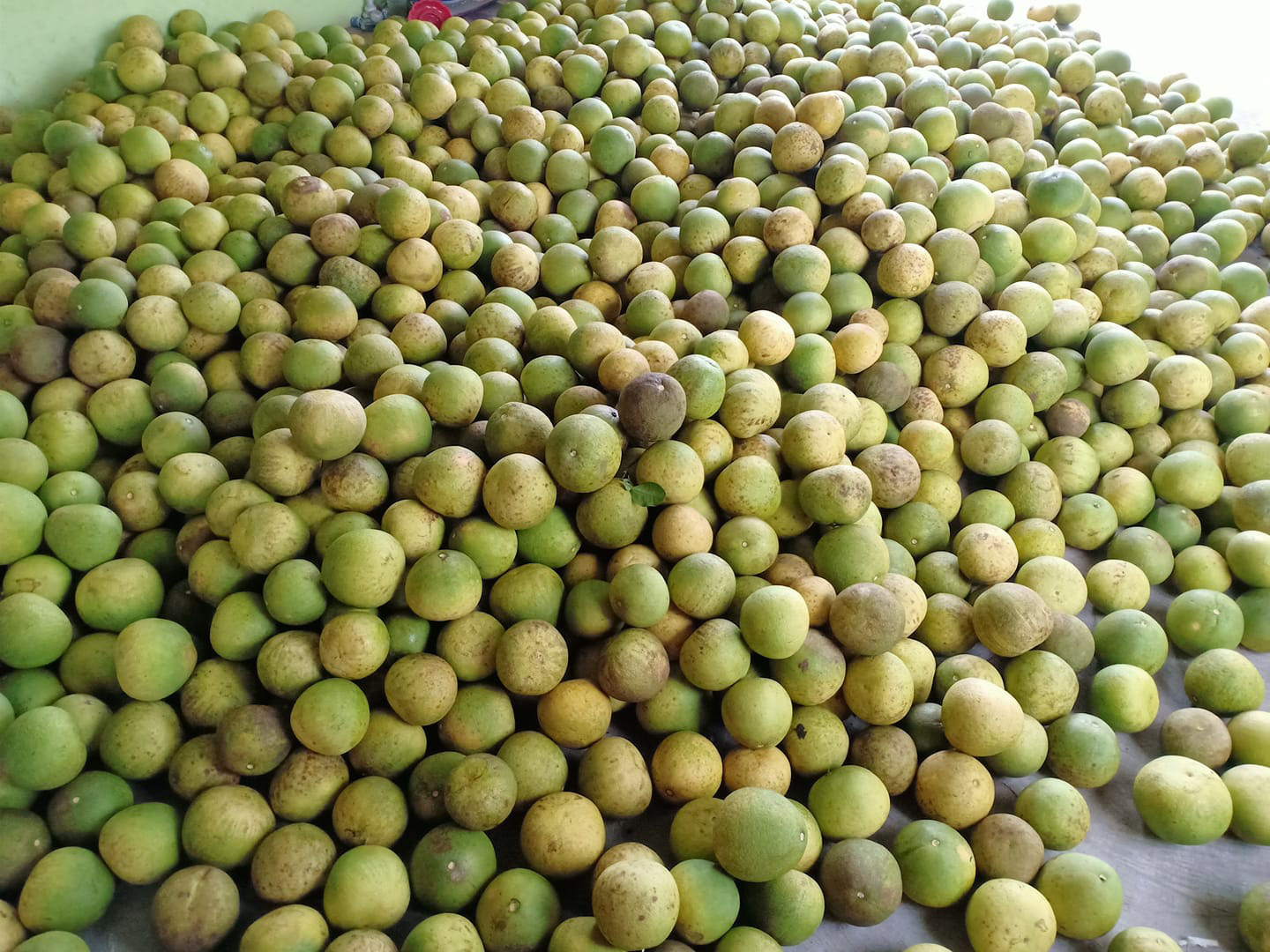 2.000 đồng một quả bưởi Diễn, Đoan Hùng