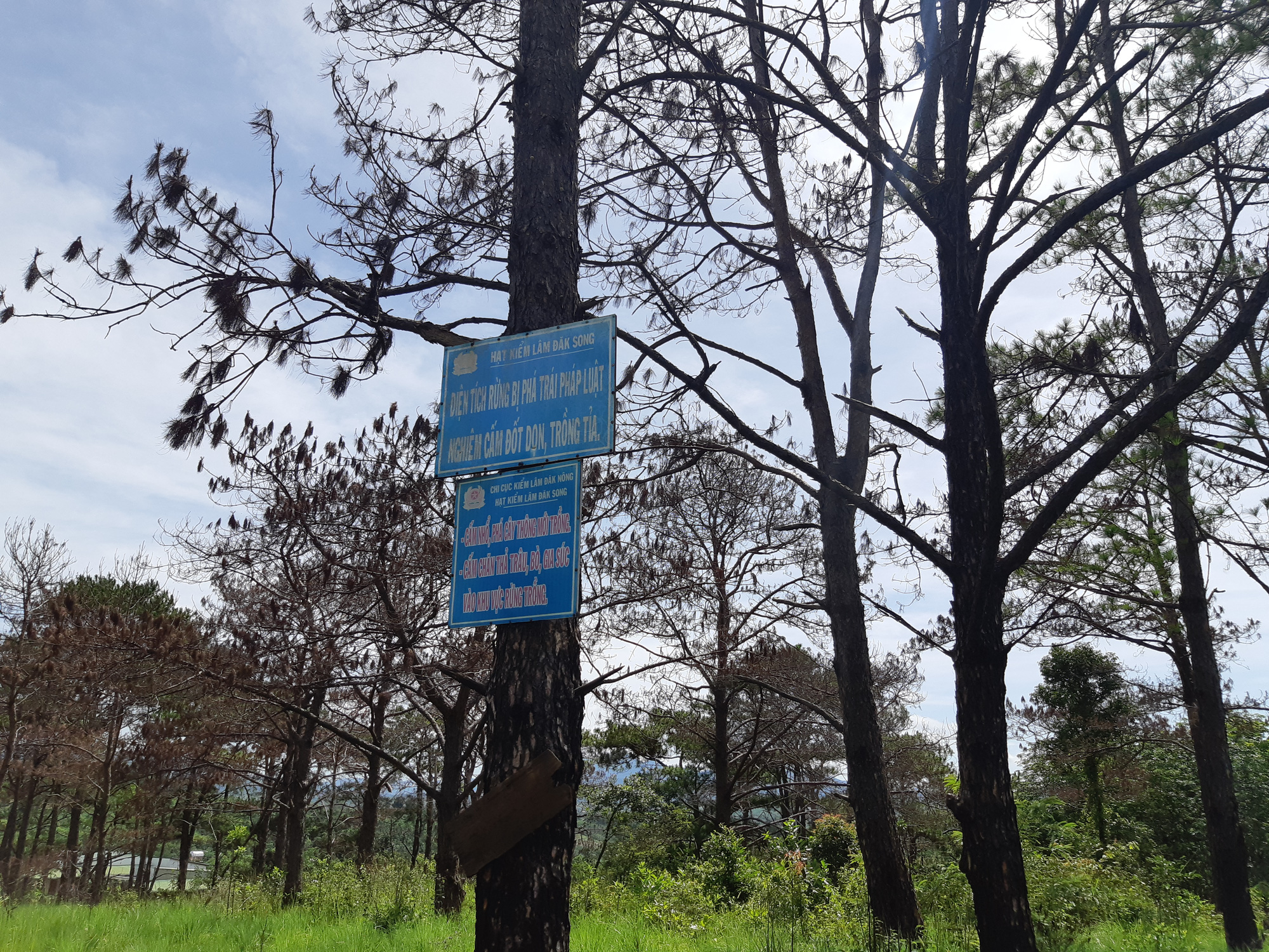 Cán bộ địa phương dung túng việc đầu độc rừng thông tuyệt đẹp ven đường Hồ Chí Minh - Ảnh 4.