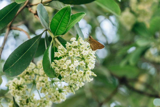 Mùa hoa sữa về...