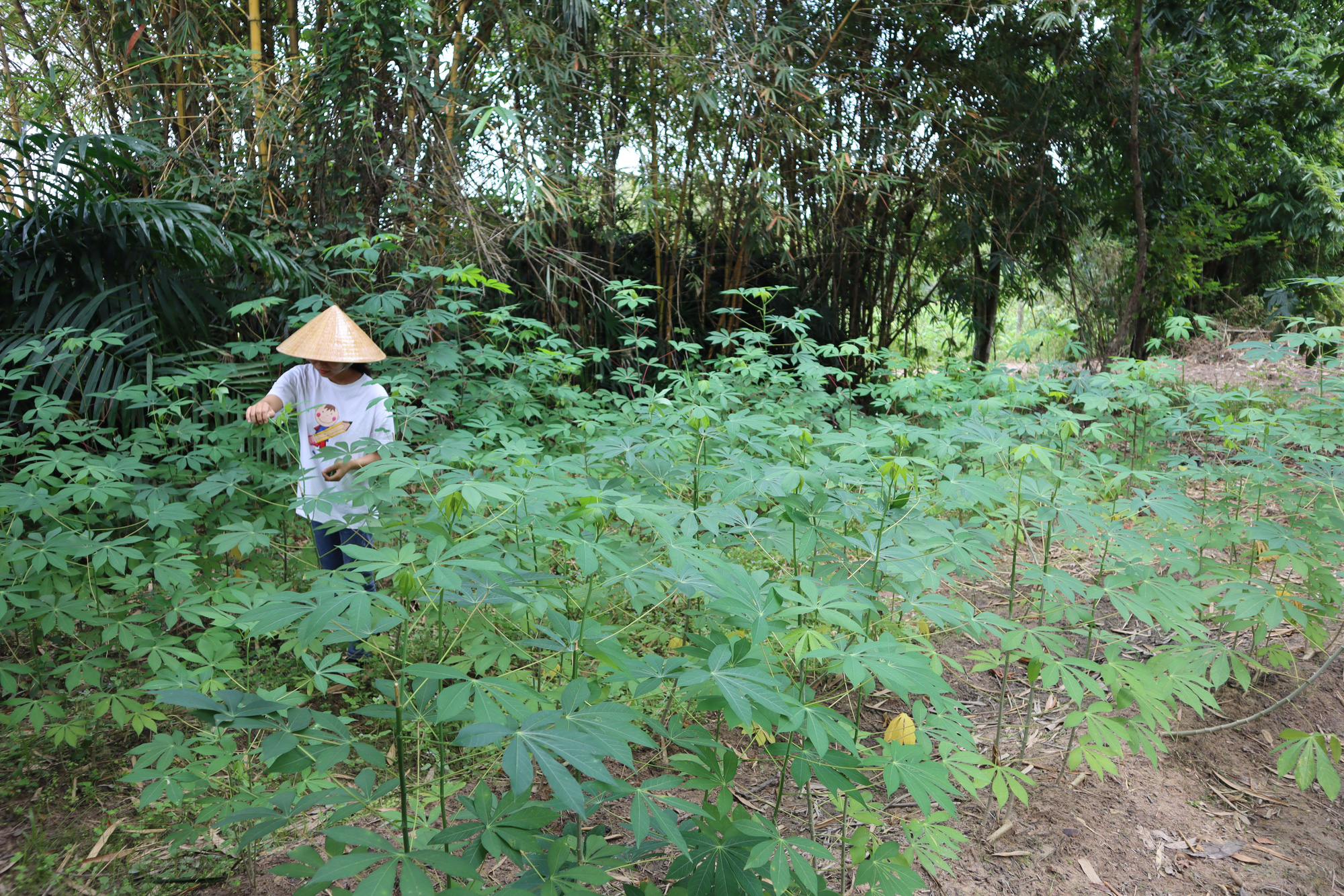 Tây Nguyên, mùa nào thức nấy