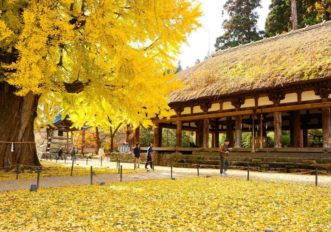 Cây rẻ quạt 800 tuổi ở Fukushima - Ảnh 1.