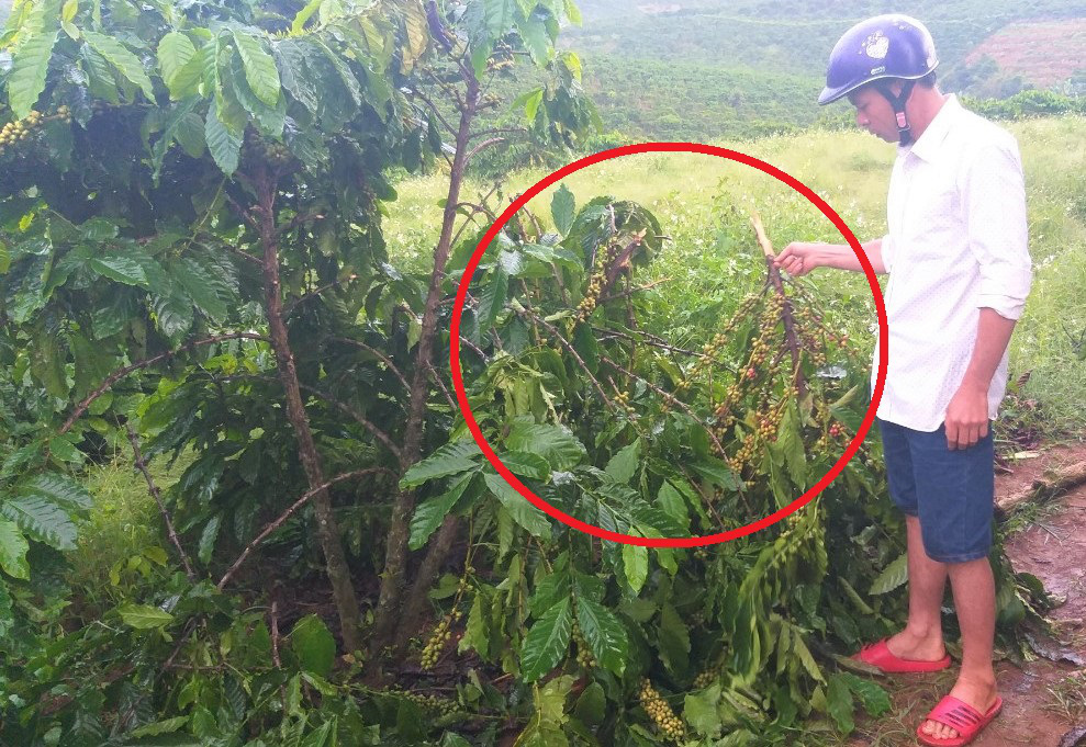 5 năm, vườn c&agrave; ph&ecirc; bị kẻ xấu chặt ph&aacute; 10 lần, chủ nh&acirc;n uất nghẹn - Ảnh 3.