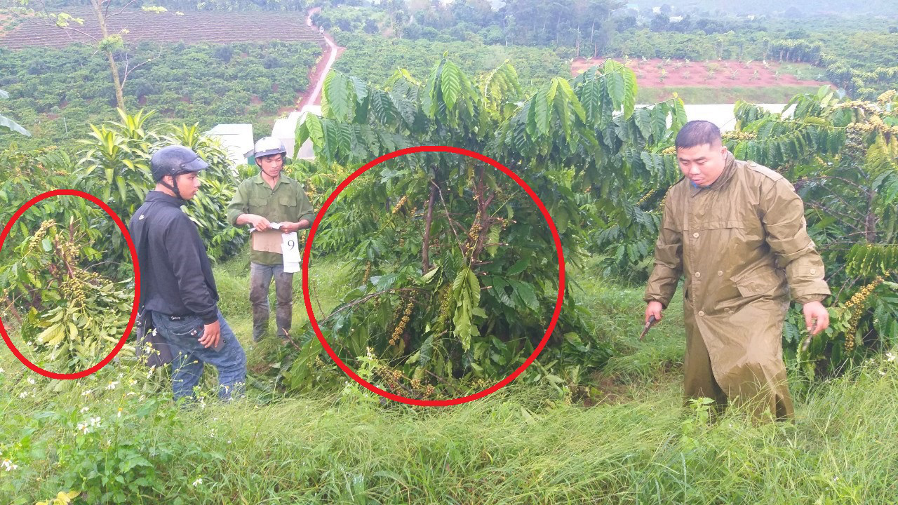 X&oacute;t xa lần thứ 10 bị kẻ xấu đốn hạ vườn c&agrave; ph&ecirc; kh&ocirc;ng thương tiếc - Ảnh 1.