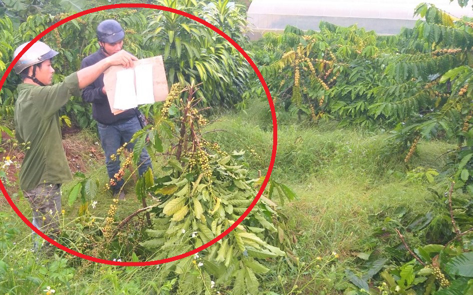 5 năm, vườn c&agrave; ph&ecirc; bị kẻ xấu chặt ph&aacute; 10 lần, chủ nh&acirc;n uất nghẹn - Ảnh 2.