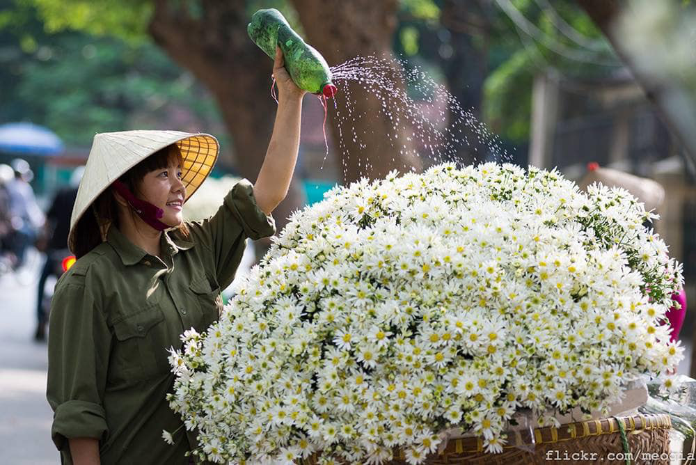 Tháng 11, cúc họa mi xuống phố