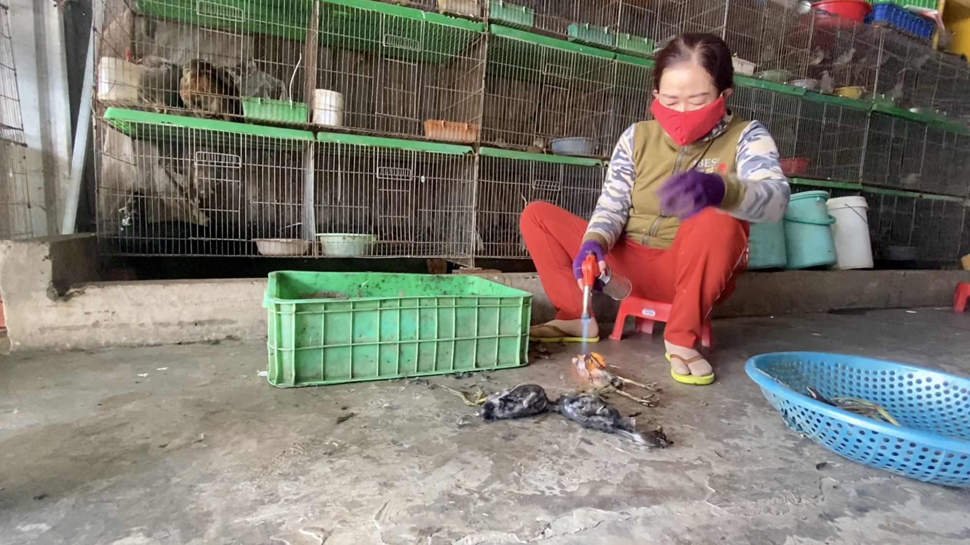 Phải chấm dứt tận diệt chim trời!