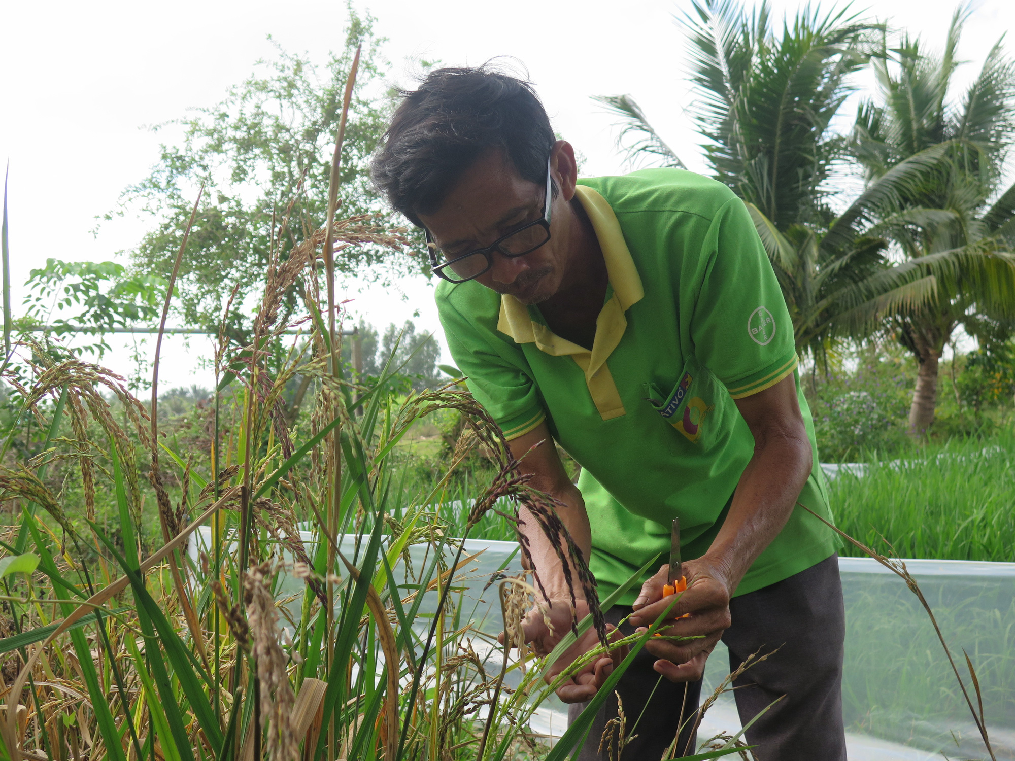 Giấc mơ tr&ecirc;n ruộng nhiễm mặn - Ảnh 1.