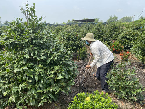 Nh&agrave; vườn TP HCM đua nhau trồng mai Tết - Ảnh 1.