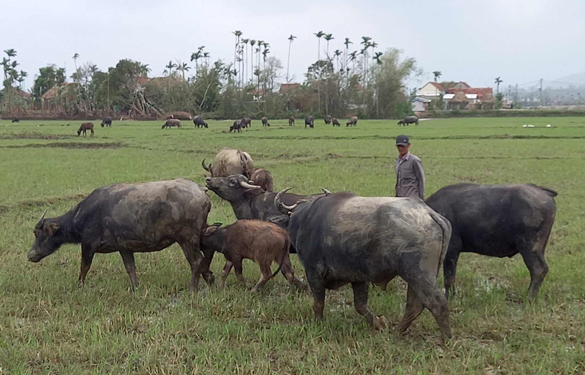 Tr&acirc;u lai Murrah tr&ecirc;n đồng Quảng Ng&atilde;i - Ảnh 3.