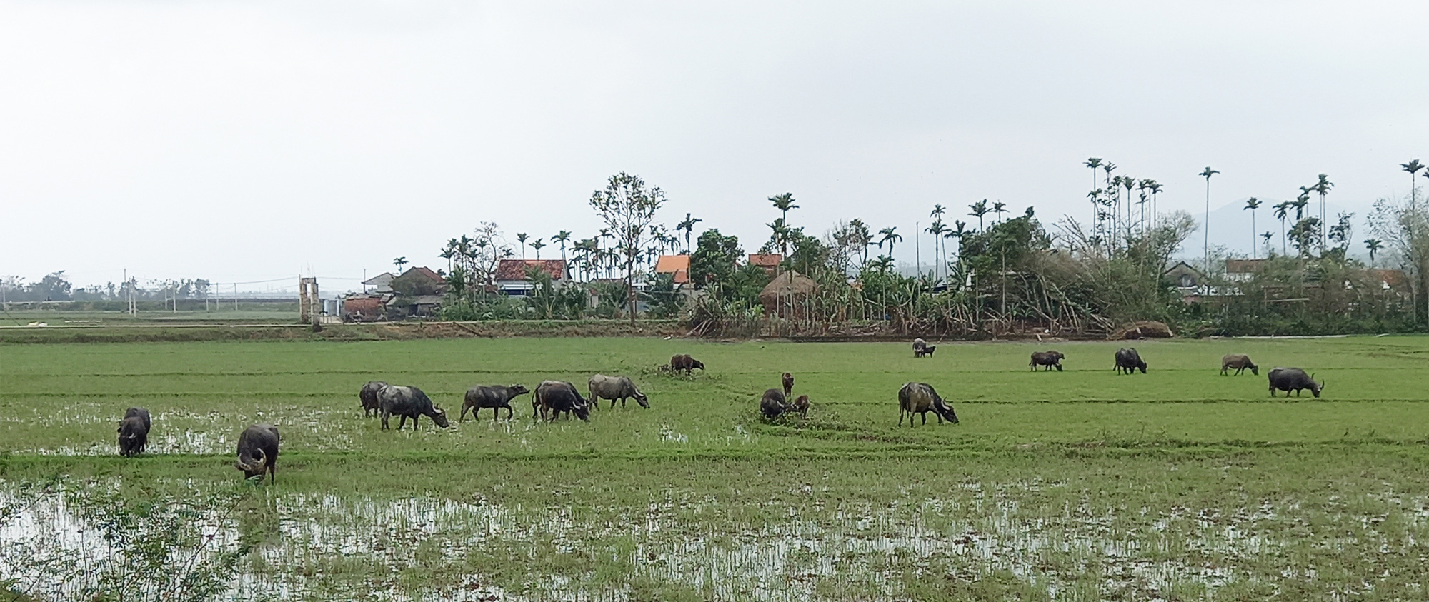 Tr&acirc;u lai Murrah tr&ecirc;n đồng Quảng Ng&atilde;i - Ảnh 1.