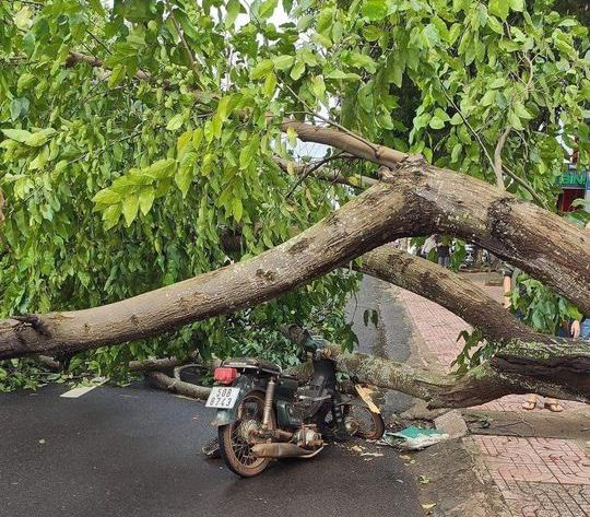 Cây xanh bật gốc đổ ra đường, đè xe máy và ôtô