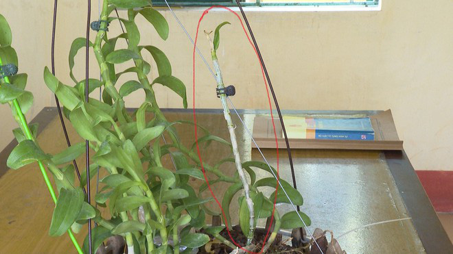 Bắt 3 kẻ lừa b&aacute;n lan đột biến, chiếm đoạt hơn 1 tỉ đồng - Ảnh 2.