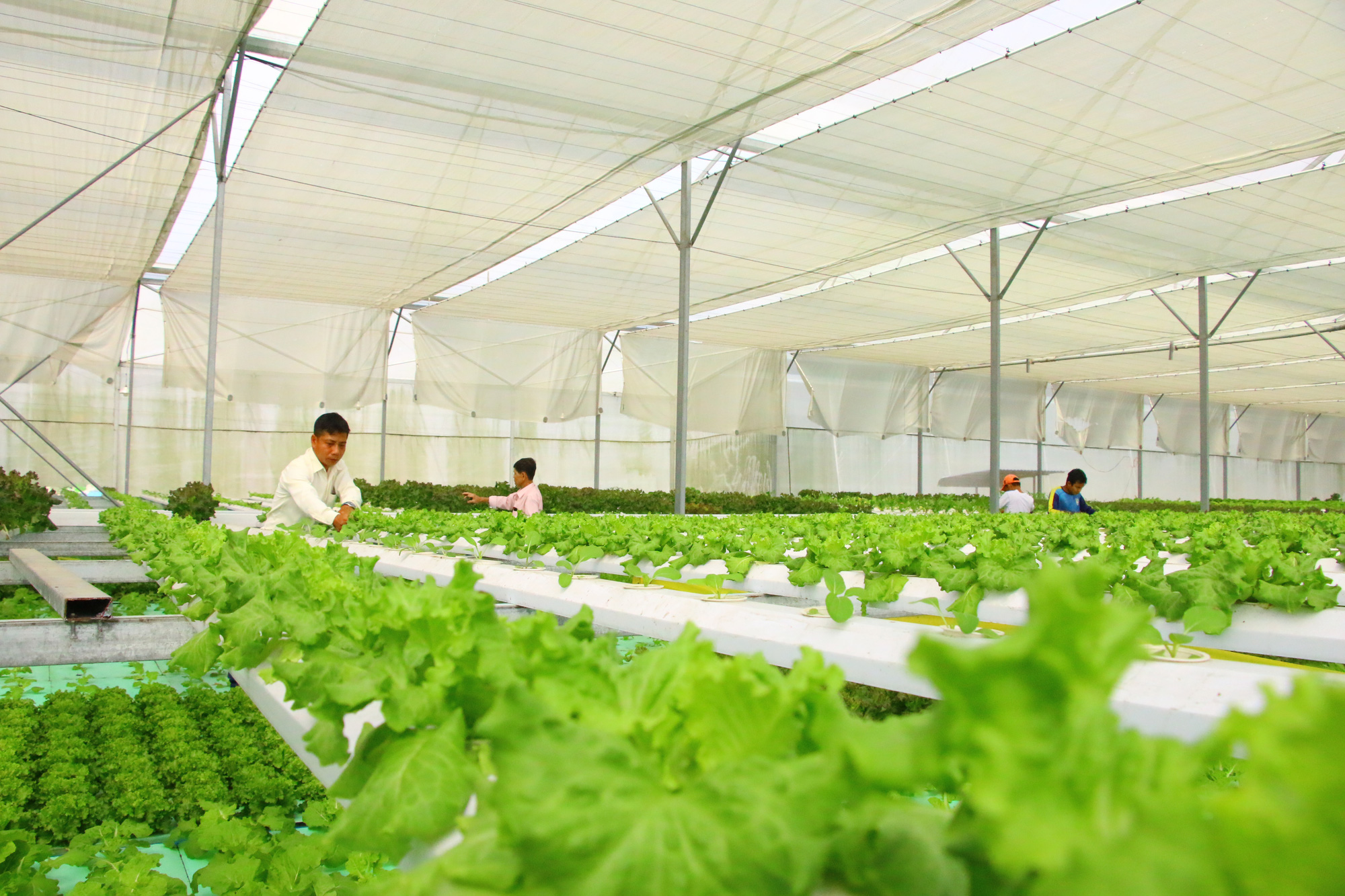 Đưa nông sản ĐBSCL vào chuỗi giá trị toàn cầu