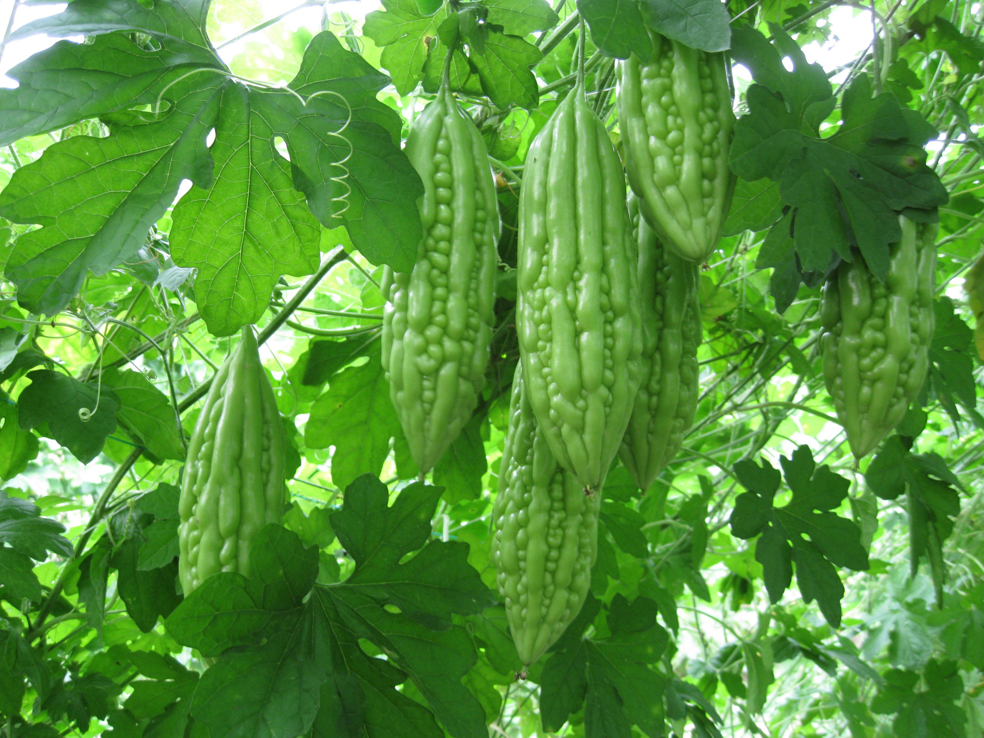 Thực hư chuyện ăn gan... bổ gan?