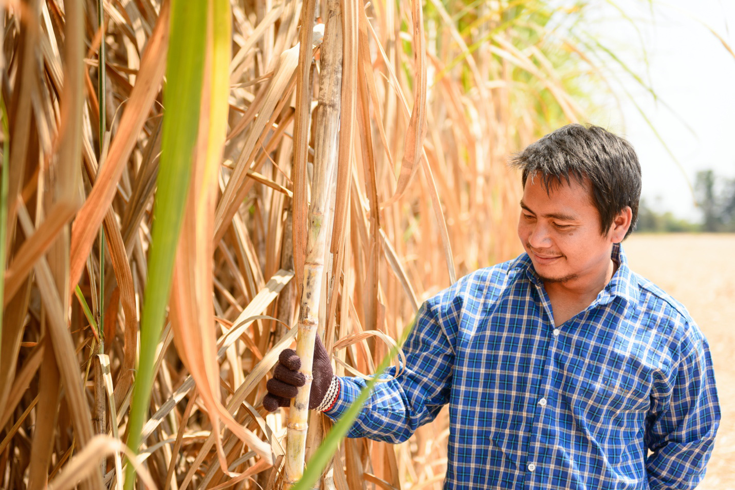 Những giải pháp phòng vệ thiết thực cho ngành mía đường