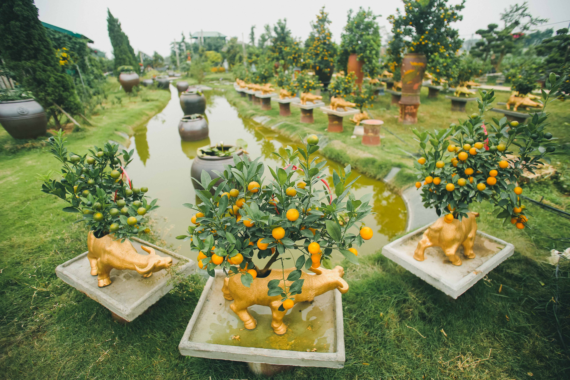 CLIP: Độc đ&aacute;o tr&acirc;u v&agrave;ng &ldquo;c&otilde;ng&rdquo; quất bonsai gi&aacute; chục triệu đồng - Ảnh 2.