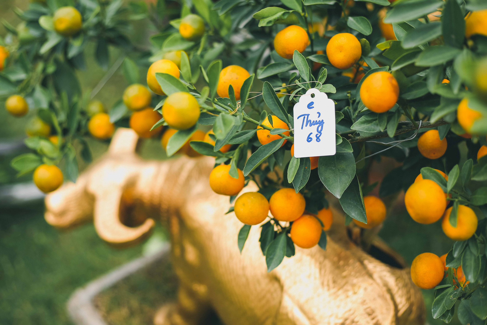 CLIP: Độc đ&aacute;o tr&acirc;u v&agrave;ng &ldquo;c&otilde;ng&rdquo; quất bonsai gi&aacute; chục triệu đồng - Ảnh 13.