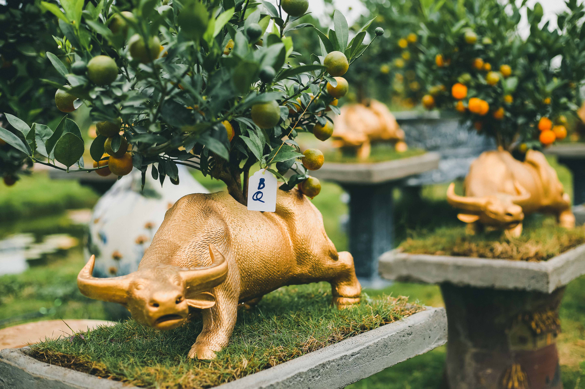 CLIP: Độc đ&aacute;o tr&acirc;u v&agrave;ng &ldquo;c&otilde;ng&rdquo; quất bonsai gi&aacute; chục triệu đồng - Ảnh 14.