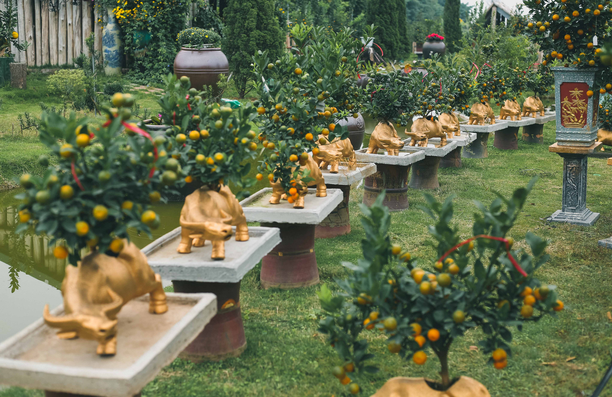 CLIP: Độc đ&aacute;o tr&acirc;u v&agrave;ng &ldquo;c&otilde;ng&rdquo; quất bonsai gi&aacute; chục triệu đồng - Ảnh 6.