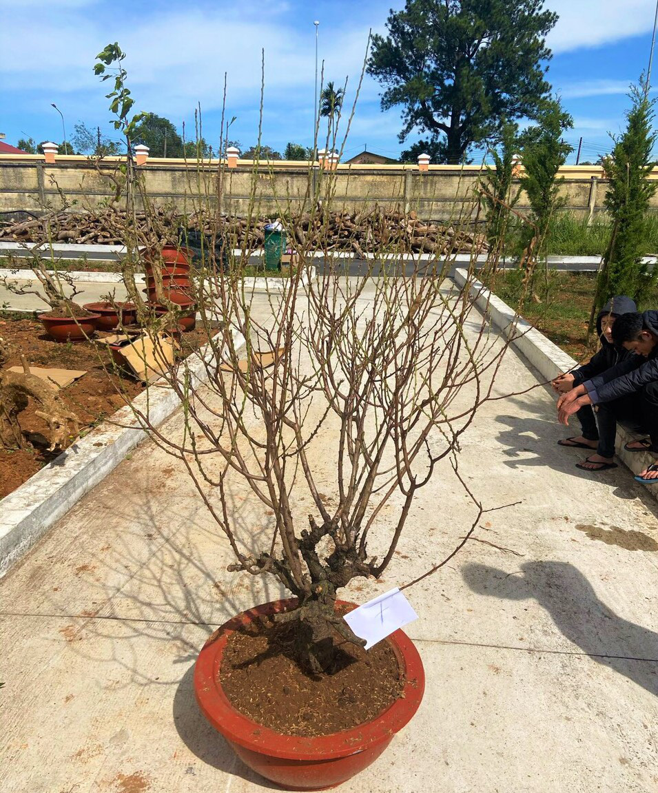 Bắt khẩn cấp 3 đối tượng đục tường trường cao đẳng trộm c&acirc;y cảnh - Ảnh 3.
