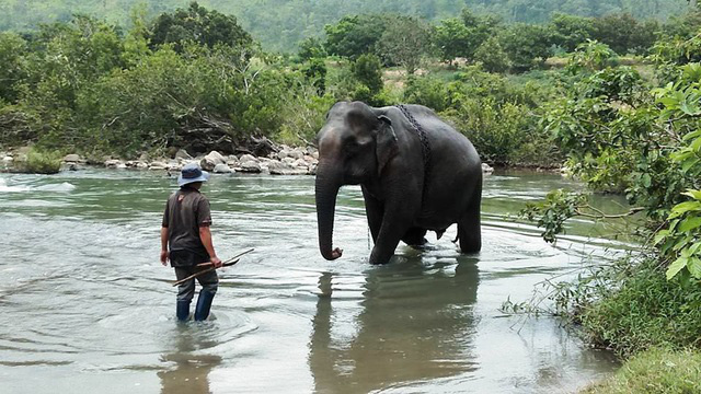Con voi cuối c&ugrave;ng ở Bắc T&acirc;y Nguy&ecirc;n đ&atilde; chết - Ảnh 2.