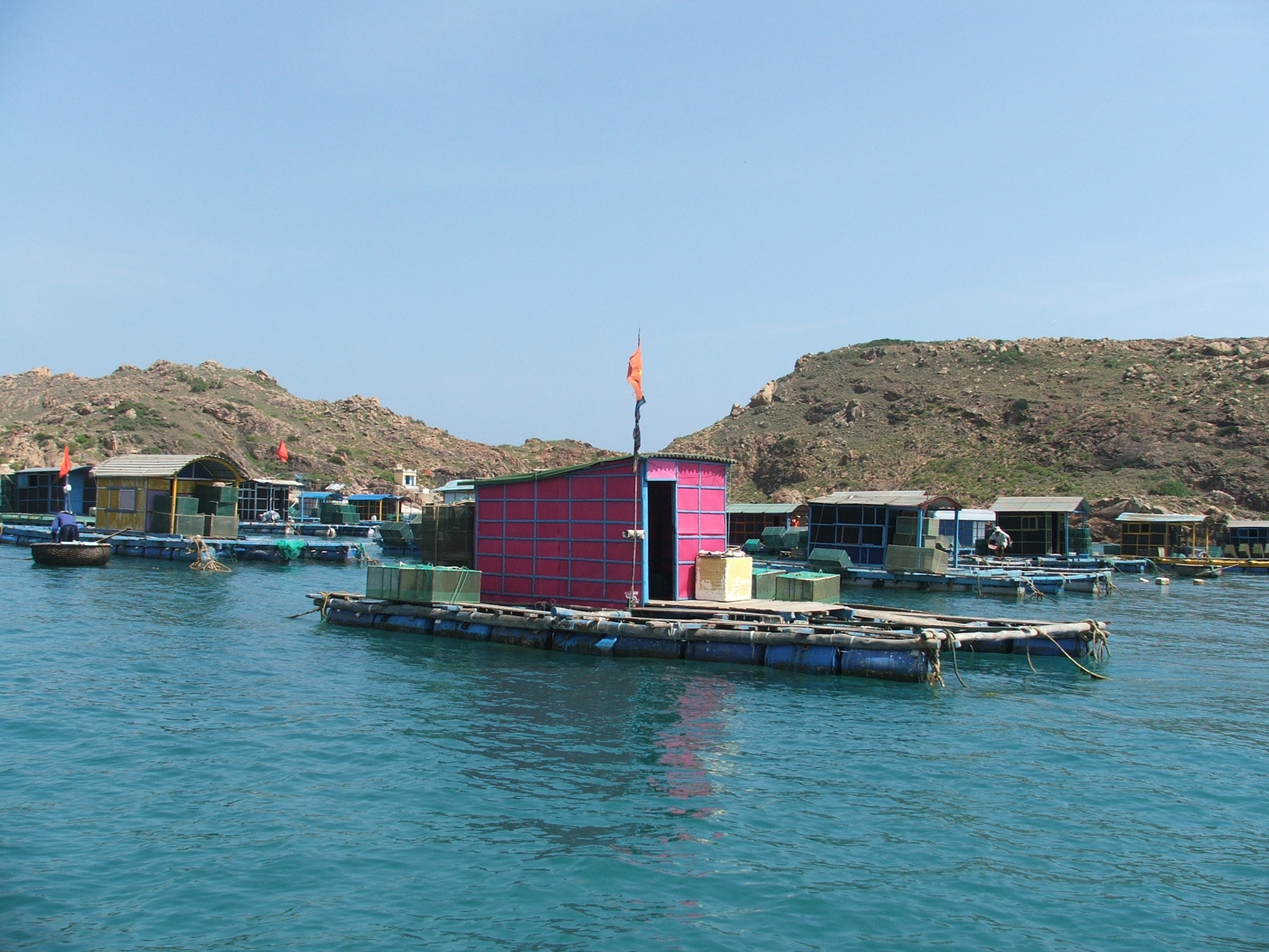 Bình Định: Tôm hùm quay đầu tăng giá gấp 3, nhiều người nuôi tiếc