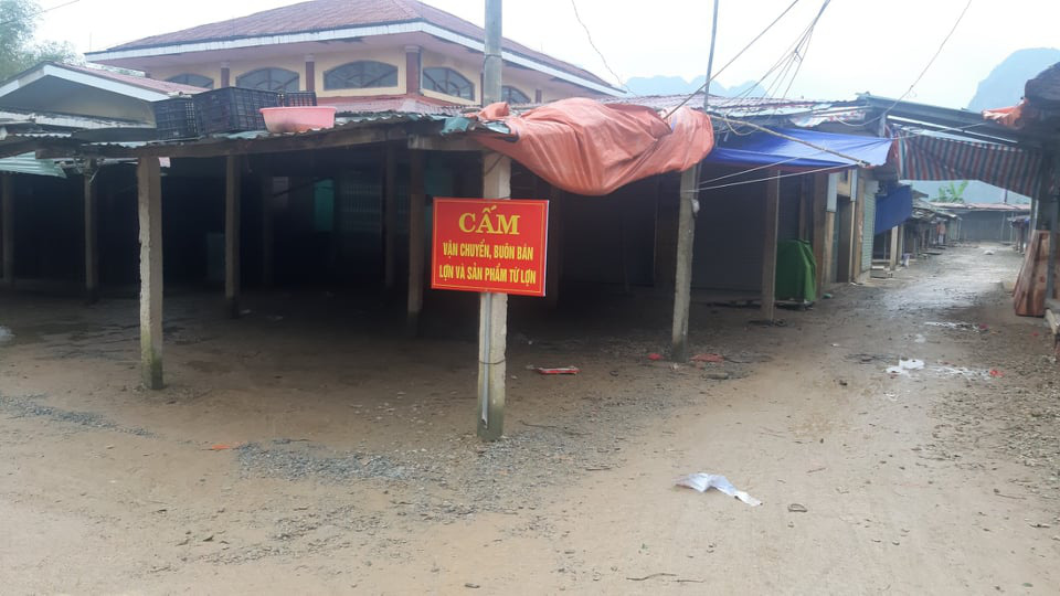Quảng B&igrave;nh: Dịch tả heo ch&acirc;u Phi lan rộng, nhiều heo đ&atilde; chết - Ảnh 2.