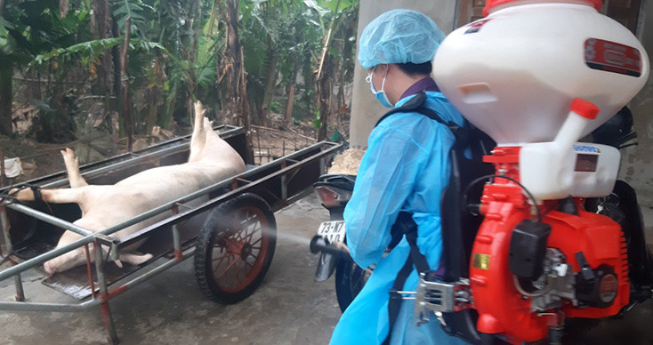 Quảng B&igrave;nh: Dịch tả heo ch&acirc;u Phi lan rộng, nhiều heo đ&atilde; chết - Ảnh 1.