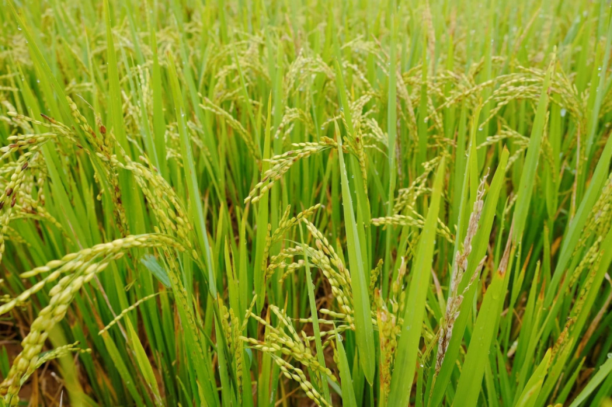 Vùng cao Tây Bắc mùa nào cũng đẹp, cũng đáng để trải nghiệm - Ảnh 5.