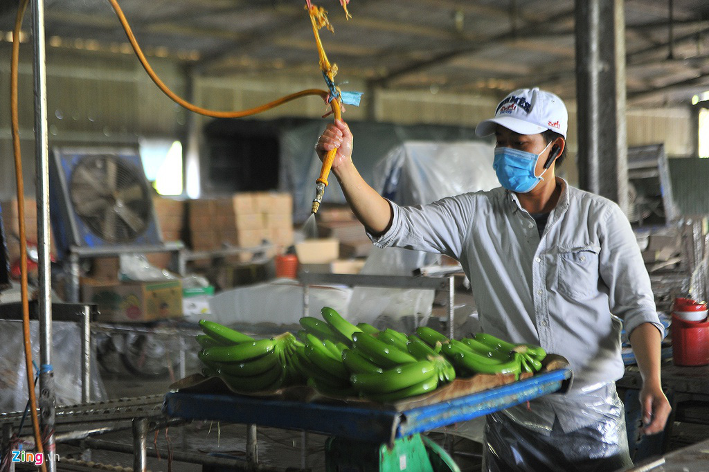 Chuối miền Tây đi Trung Quốc đường chính ngạch giá gấp 5 lần tiểu ngạch - Ảnh 6.