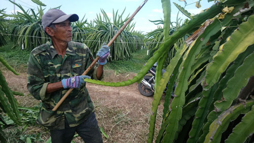 Bình Thuận thất thu mùa thanh long trái vụ