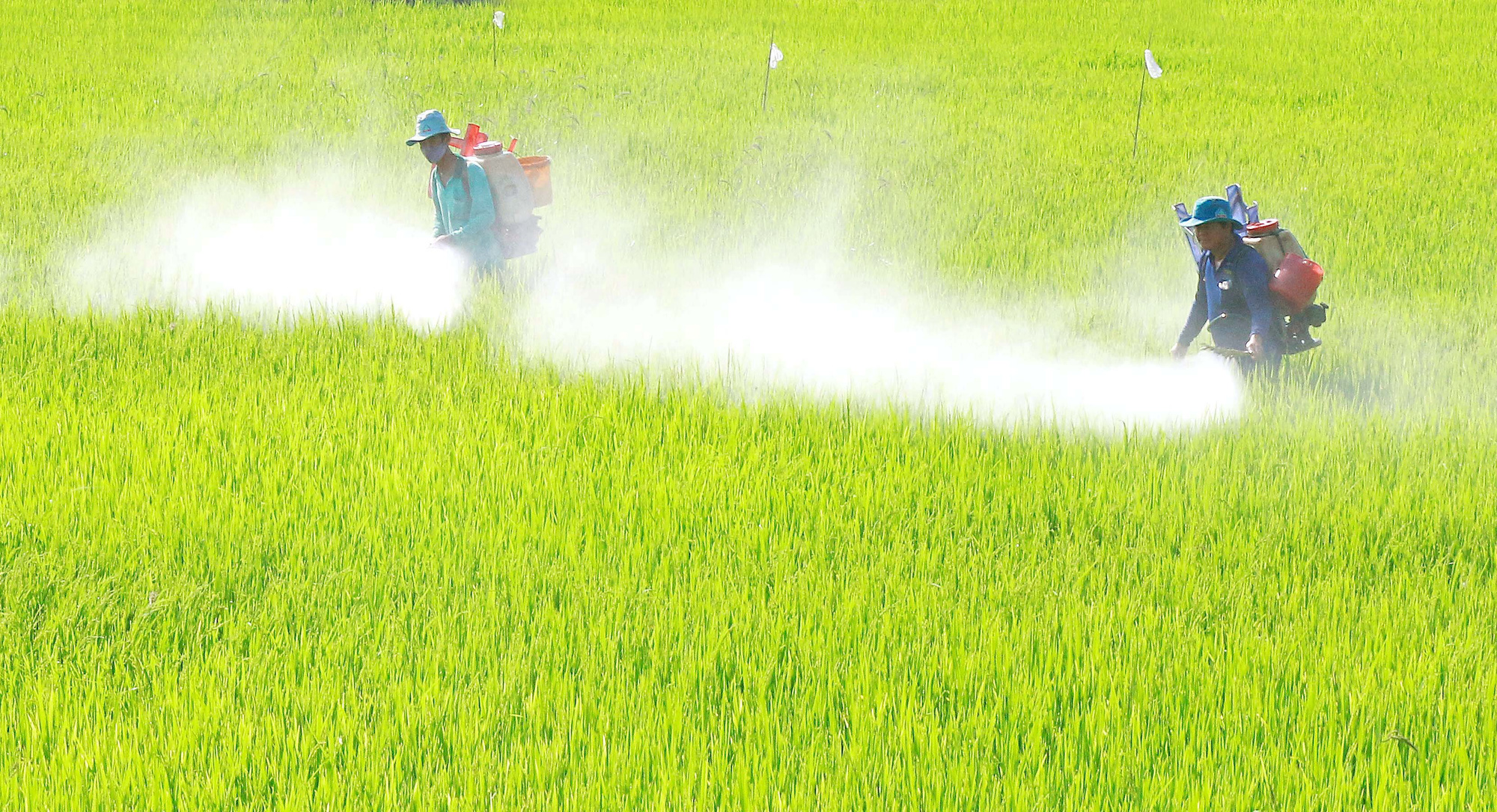 Cuộc thi ảnh N&eacute;t đẹp lao động: H&agrave;nh tr&igrave;nh c&acirc;y l&uacute;a Miền T&acirc;y - Ảnh 3.